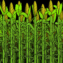 Corn