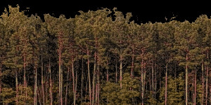 TreeLine_Sunset