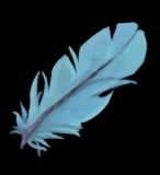 Eternal Feather