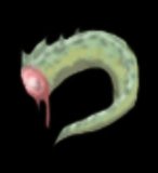 Lizard Tail