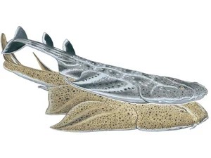 angel-shark-squatina-squatina