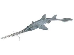 bahamas-sawshark-pristiophorus-schroederi