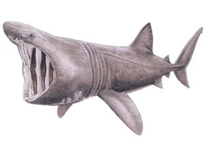 basking-shark-cetorhinus-maximus