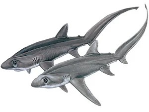 bigeye-thresher-shark-alopias-superciliosus
