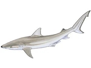 blacknose-shark-carcharhinus-acronotu