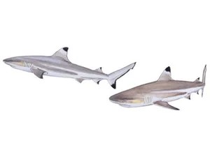 blacktip-reef-shark-carcharhinus-melanopterus
