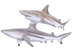 blacktip-shark-carcharhinus-limbatus