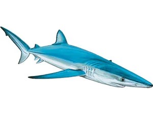 blue-shark-prionace-glauca