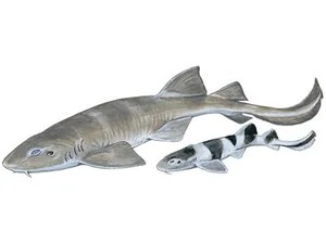 bluegrey-carpetshark-geteroscyllium-colcloughi