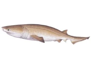 bluntnose-sixgill-shark-hexanchus-griseus