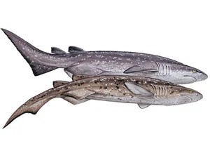 bramble-shark-echinorhinus-brucus-both