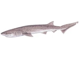 broadnose-sevengill-shark-notorynchus-cepedianus