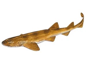 brown-shyshark-haploblepharus-fuscus