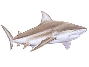 bull-shark-carcharhinus-leucas