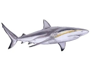 caribbean-reef-shark-carcharhinus-perezii