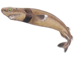 cookiecutter-shark-isistius-brasiliensis