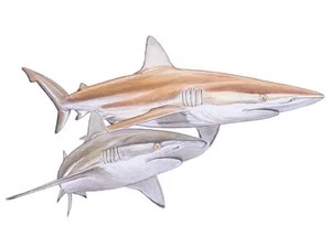 copper-bronze-whaler-shark-carcharhinus-brachyurus