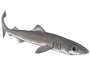 crocodile-shark-pseudocarcharias-kamoharai
