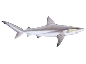 dusky-shark-carcharhinus-obscurus