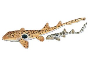 epaulette-shark-hemiscyllium-ocellatus