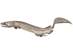 frilled-shark-chlamydoselachus-anguineus