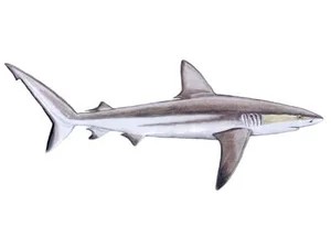 galapagos-shark-carcharhinus-galapagensis