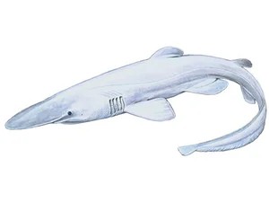 goblin-shark-mitsukurina-owstoni