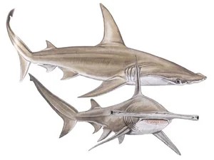 great-hammerhead-shark-sphyrna-mokarran