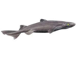 great-lanternshark-etmopterus-princeps