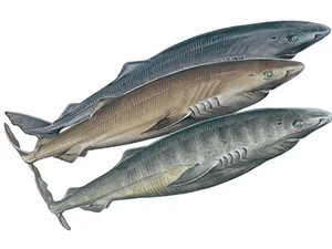 greenland-shark-somniosus-microcephalus