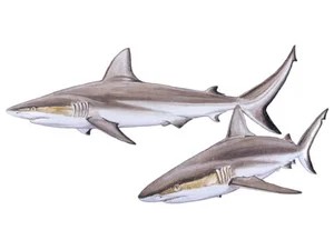 grey-reef-shark-carcharhinus-amblyrhynchos