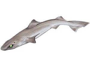 gulper-shark-centrophorus-granulosus