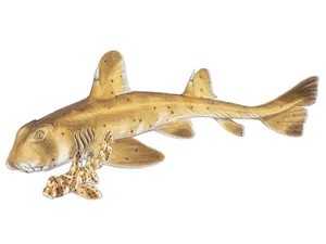 horn-shark-heterodontus-francisci