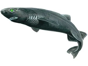 kitefin-shark-dalatias-licha