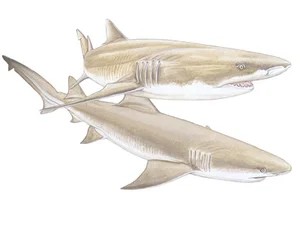 lemon-shark-negaprion-brevirostris