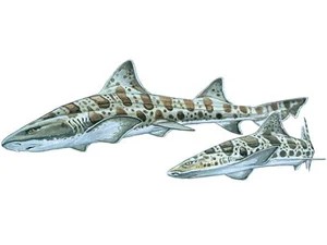 leopard-shark-triakis-semifasciata