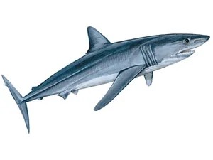 longfin-mako-shark-Isurus-paucus