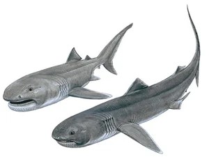 megamouth-shark-megachasma-pelagios