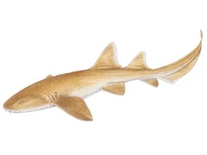 nurse-shark-ginglymostoma-cirratum