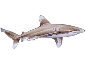 oceanic-whitetip-shark-carcharhinus-longimanus