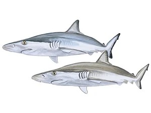 pacific-sharpnose-shark-rhizoprionodon-longurio