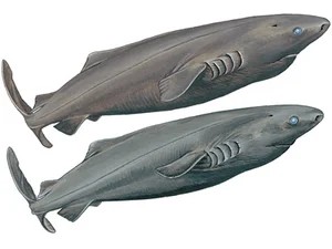 pacific-sleeper-shark-somniosus-pacificus