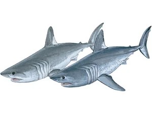 porbeagle-lamna-nasus-northern-and-southern