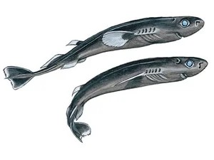 pygmy-shark-euprotomicrus-bispinatus