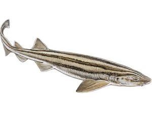 pyjama-shark-poroderma-africanum