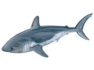 salmon-shark-lamna-ditropis