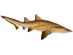 sand-tiger-shark-carcharias-taurus