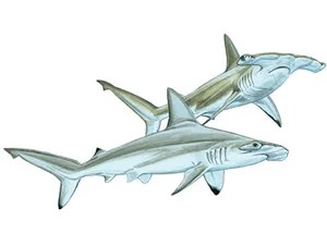 scalloped-hammerhead-shark-sphyrna-lewini