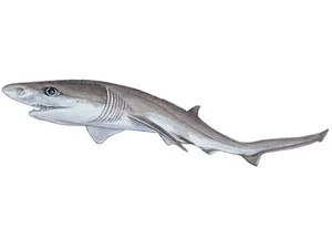 sharpnose-sevengill-shark-heptranchias-perlo