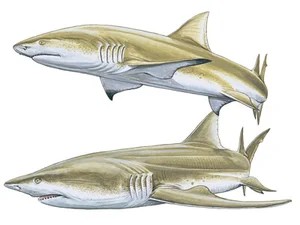 sharptooth-lemon-shark-negaprion-acutidens